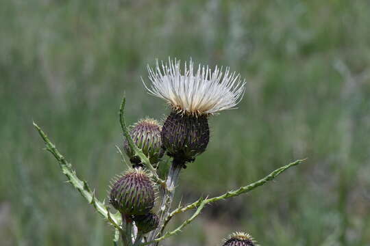 Image of prairie thistle