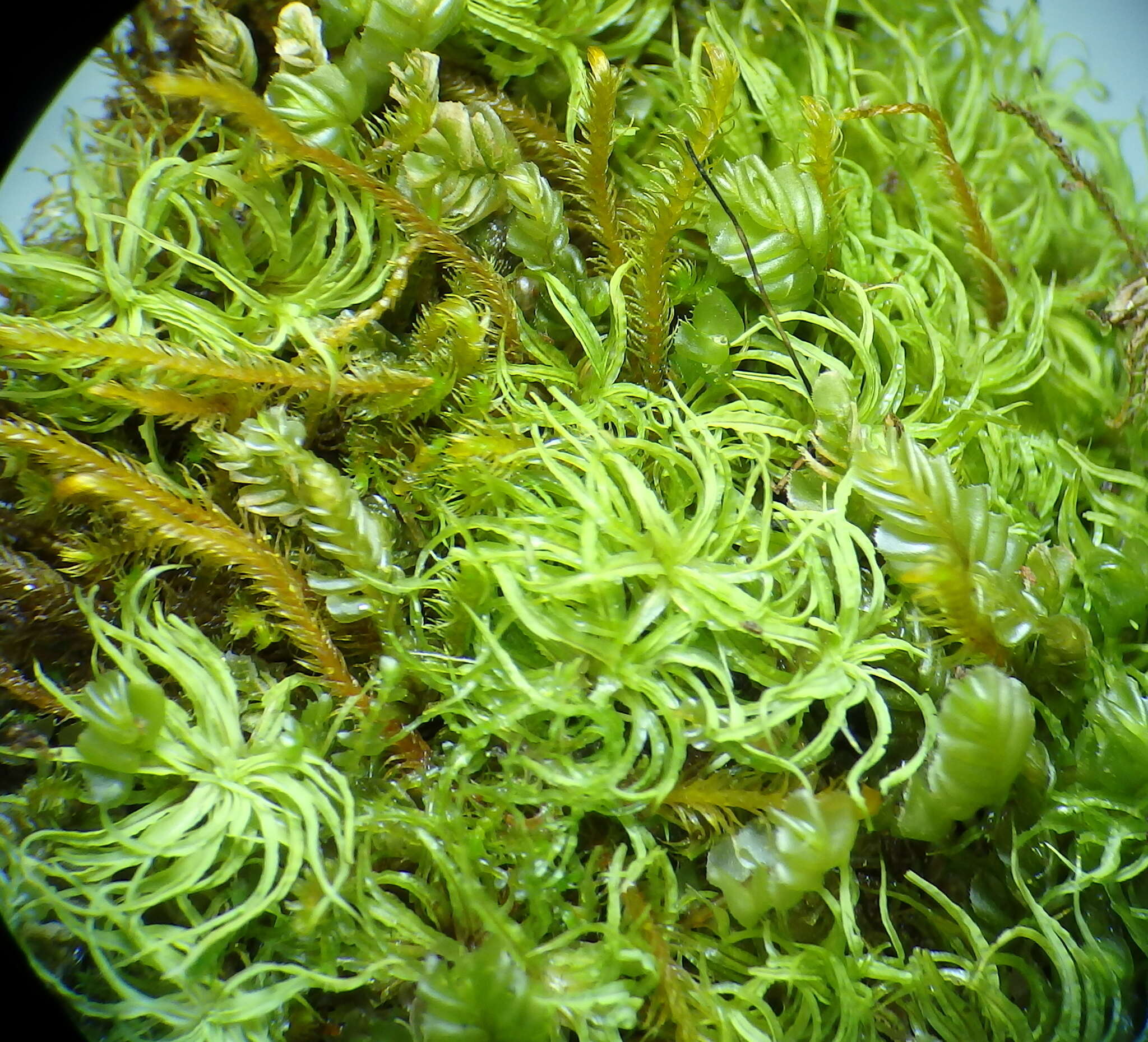 Image of tortured tortella moss