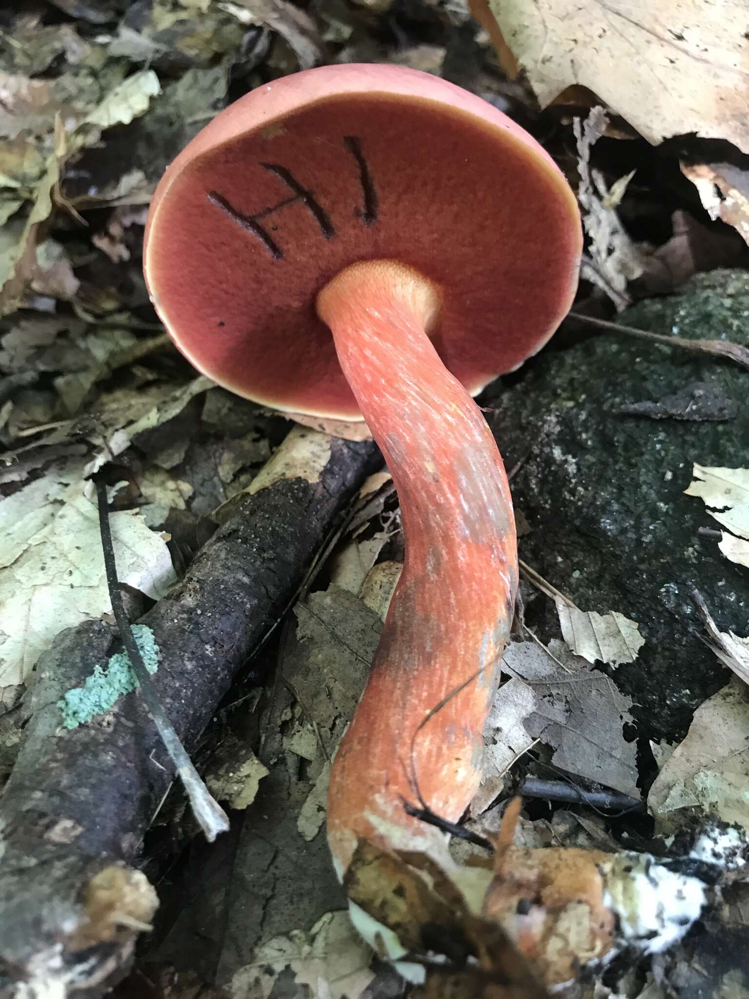 Sivun Boletus carminiporus Bessette, Both & Dunaway 1998 kuva