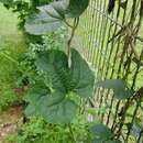 Image de Aristolochia pothieri Pierre ex Lecomte