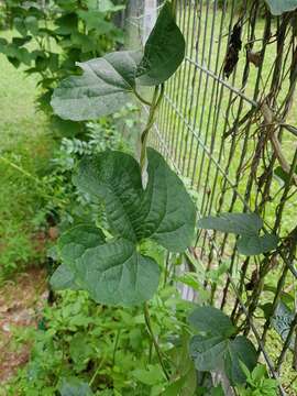 Image of Aristolochia pothieri Pierre ex Lecomte