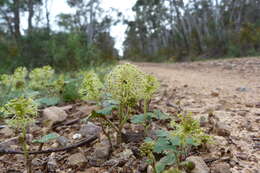 Image of Hydrocotyle laxiflora DC.