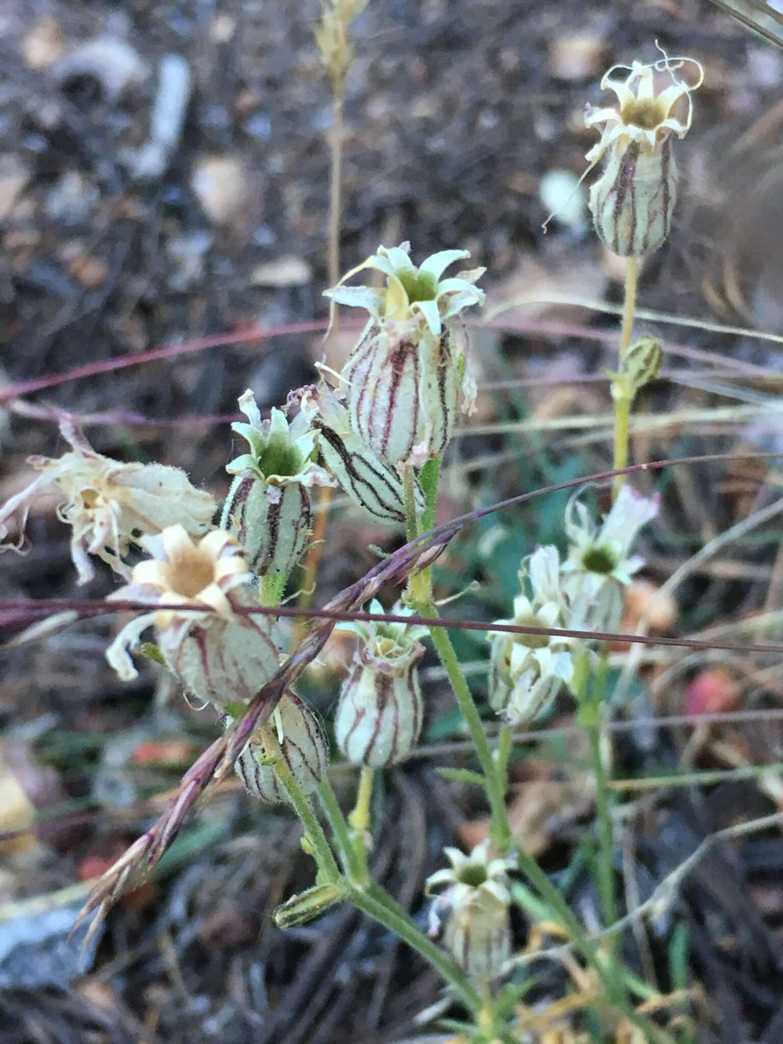 Image of Sargent's catchfly