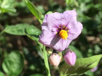 Imagem de Solanum umbelliferum Eschsch.