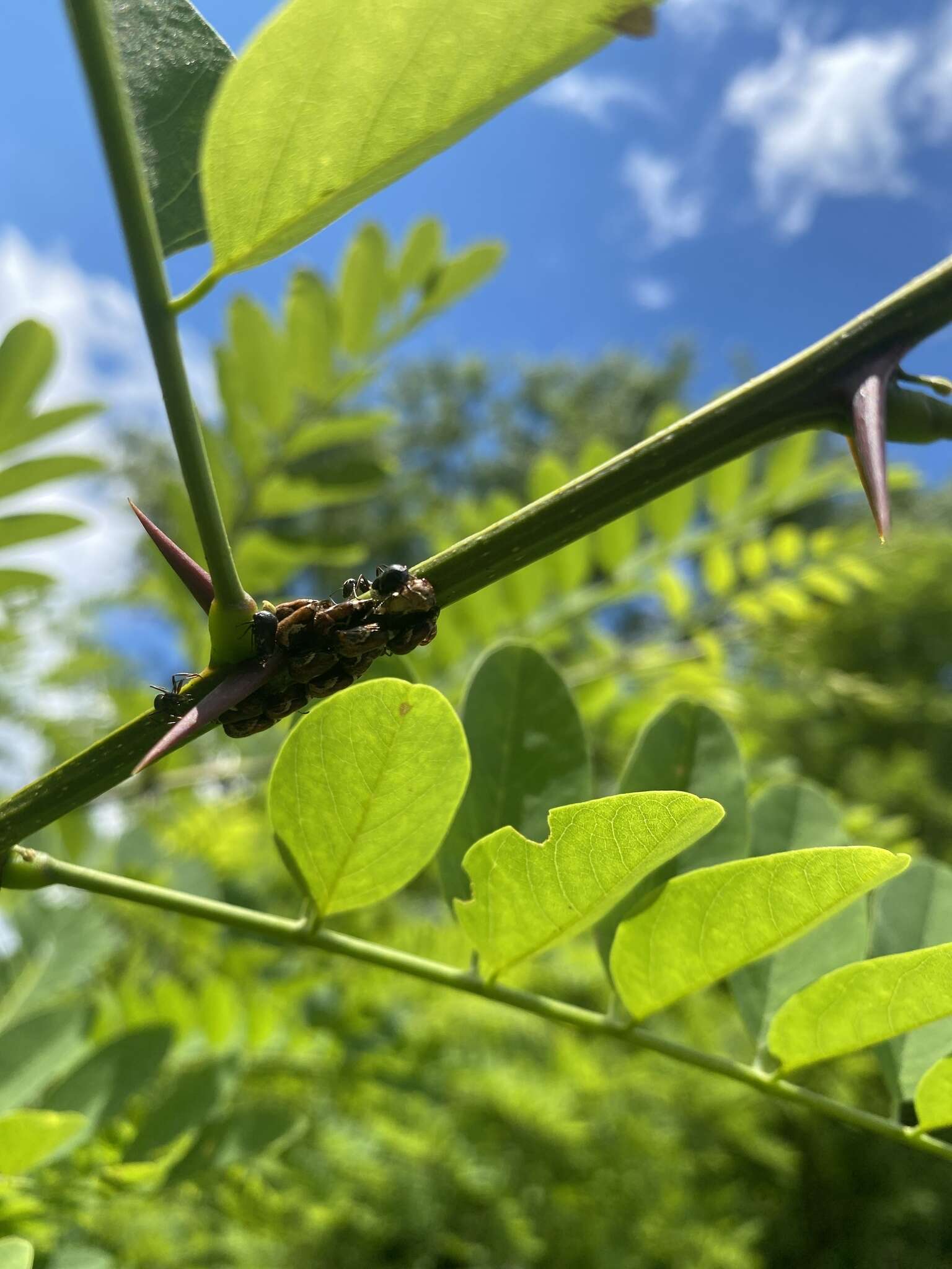 Image of Black Locust Treehopper