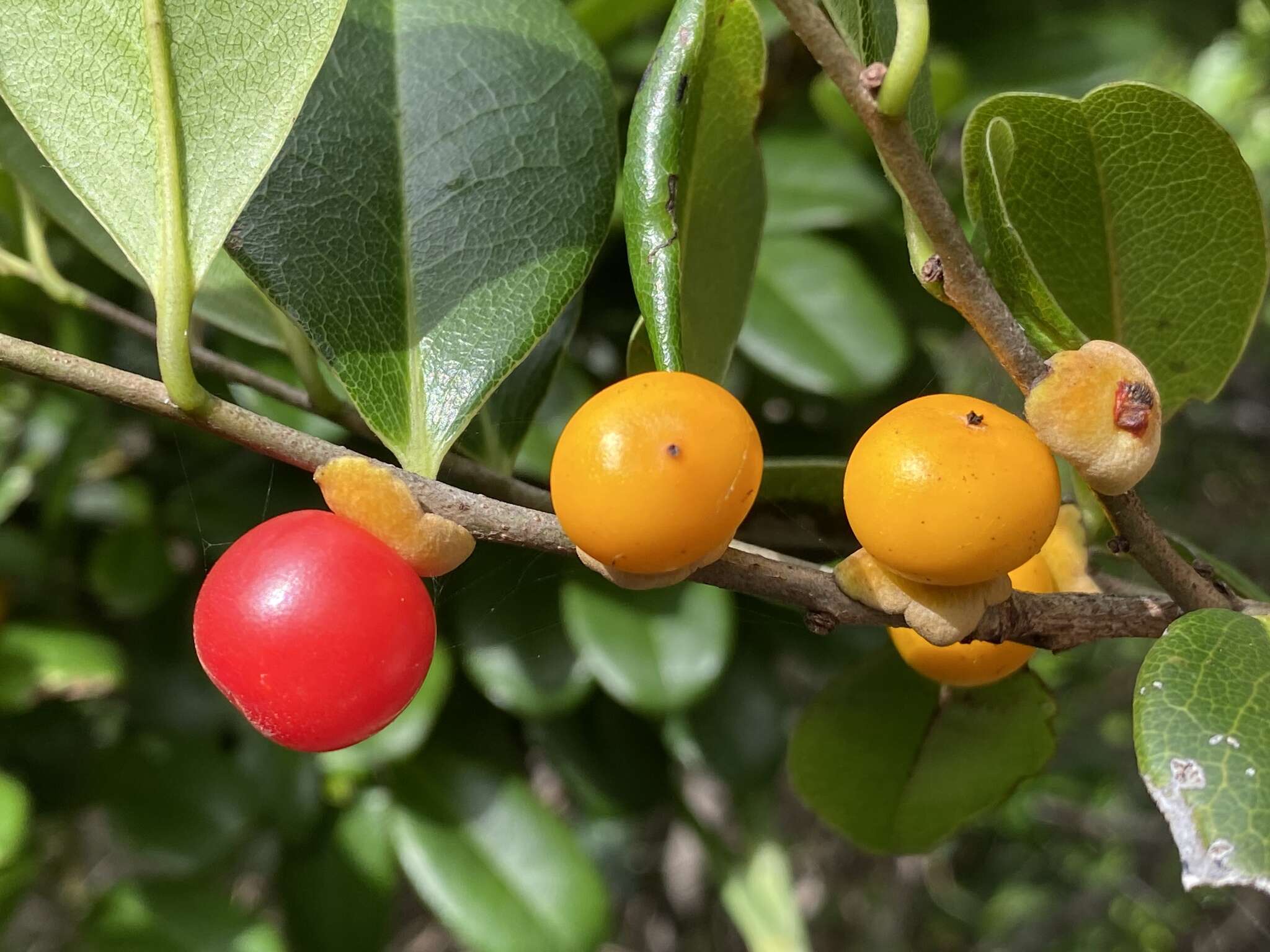 Sivun Diospyros compacta (R. Br.) Kosterm. kuva