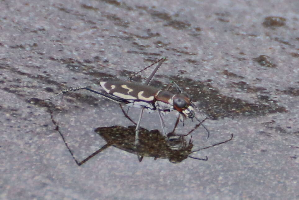 Image of Opilidia macrocnema (Chaudoir 1852)