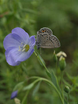 Imagem de Linum komarovii Juz.