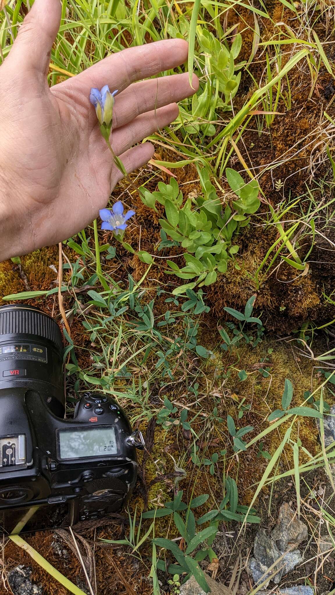 Image of Mendocino gentian