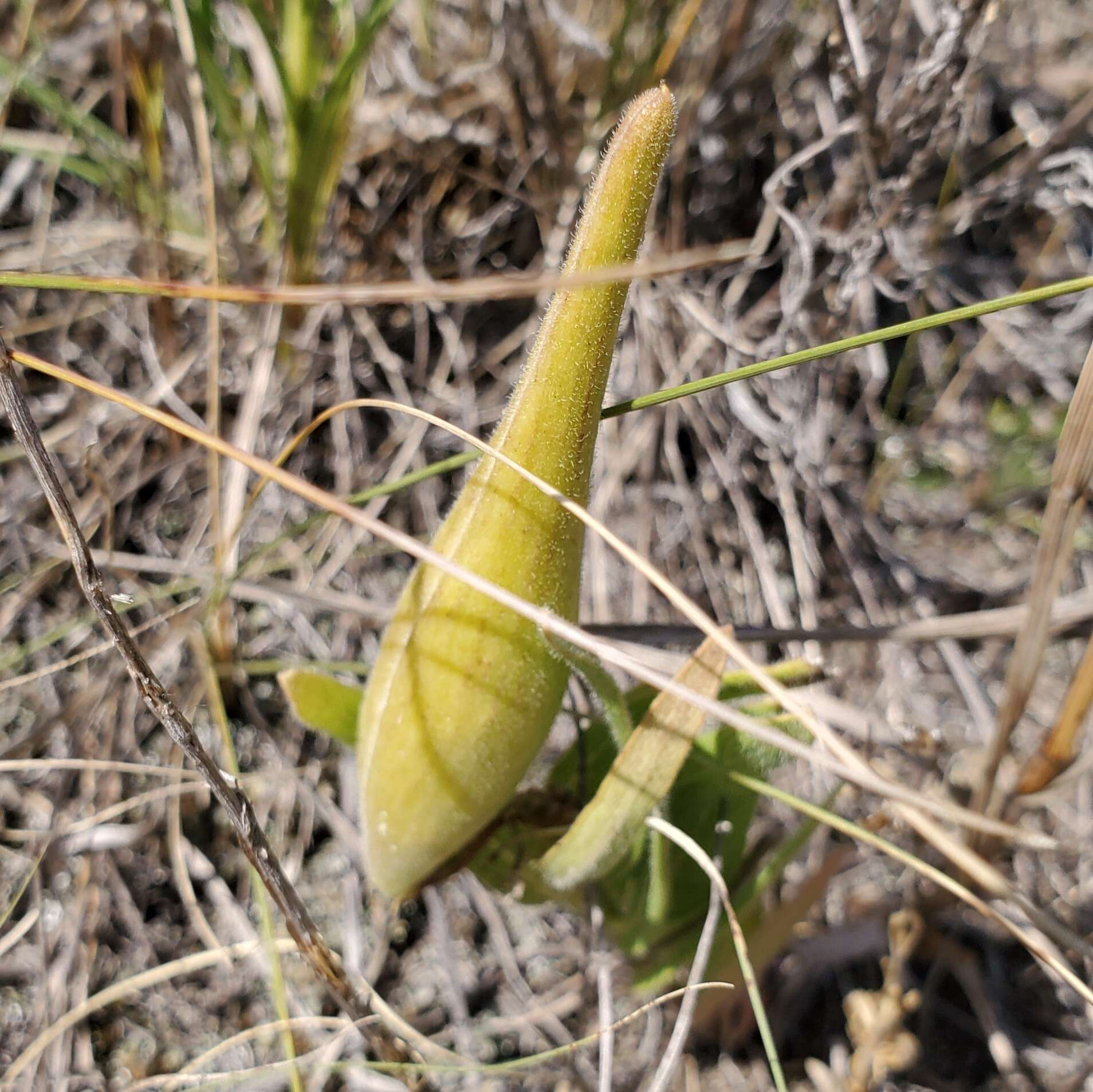 Image of sidecluster milkweed