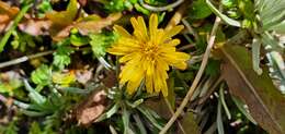 Слика од Taraxacum zealandicum Dahlst.