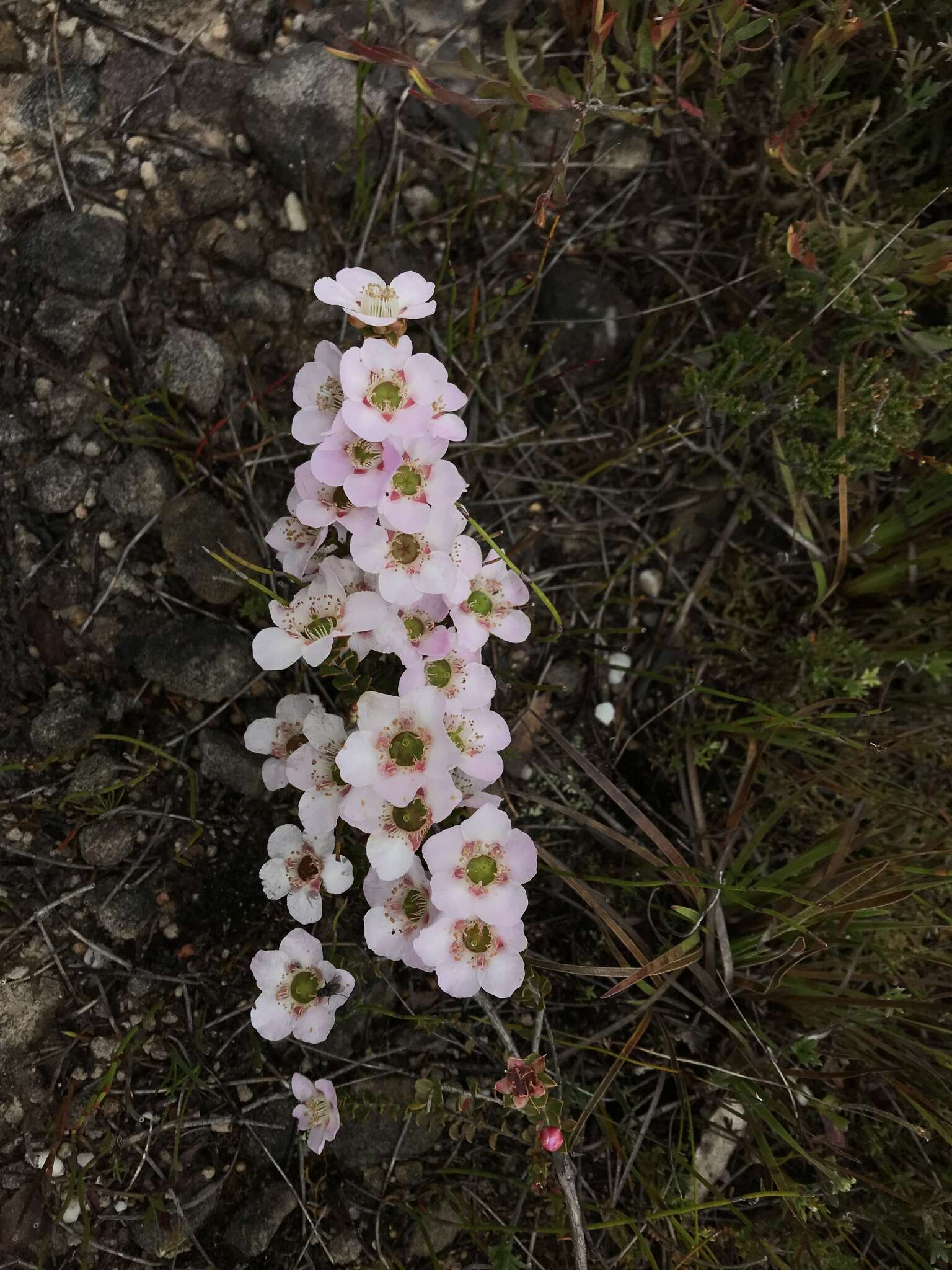 Sivun Leptospermum rotundifolium (Maiden & Betche) F. A. Rodway kuva