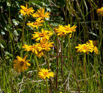 Image of Scapisenecio pectinatus var. major (F. Muell. ex Belcher) Schmidt-Leb.