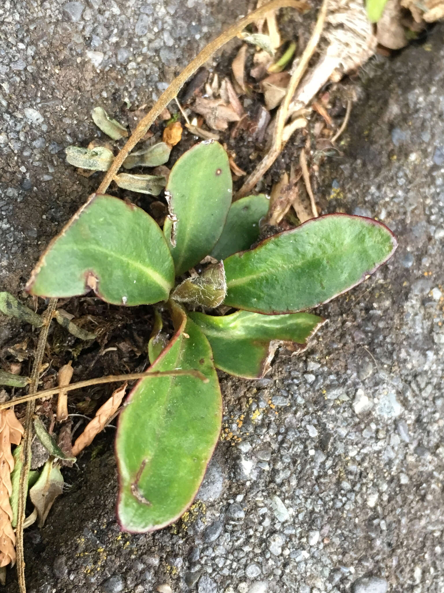 Imagem de Pachystegia insignis (Hook. fil.) Cheesem.