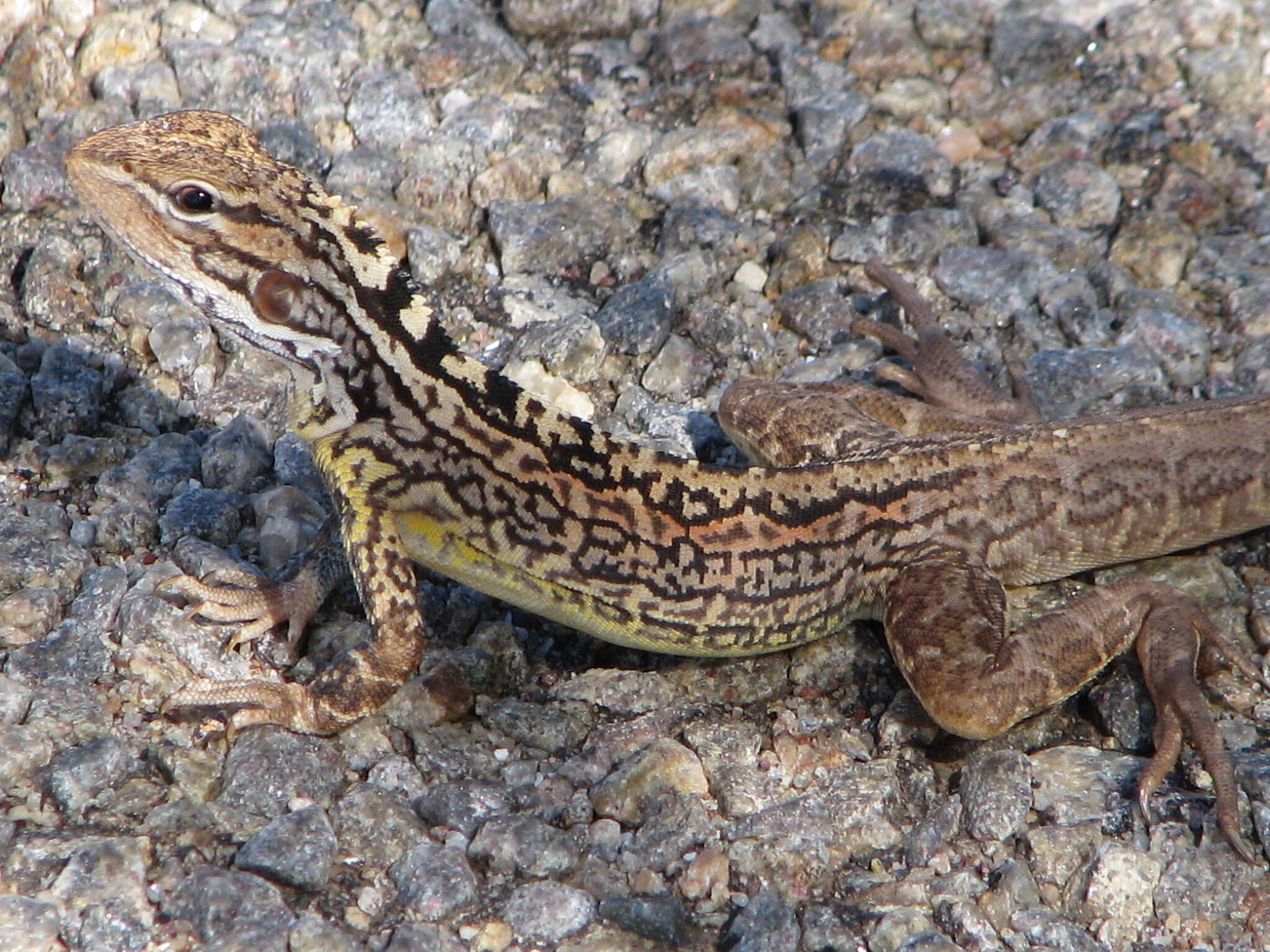 Image of Lozenge-Marked Dragon