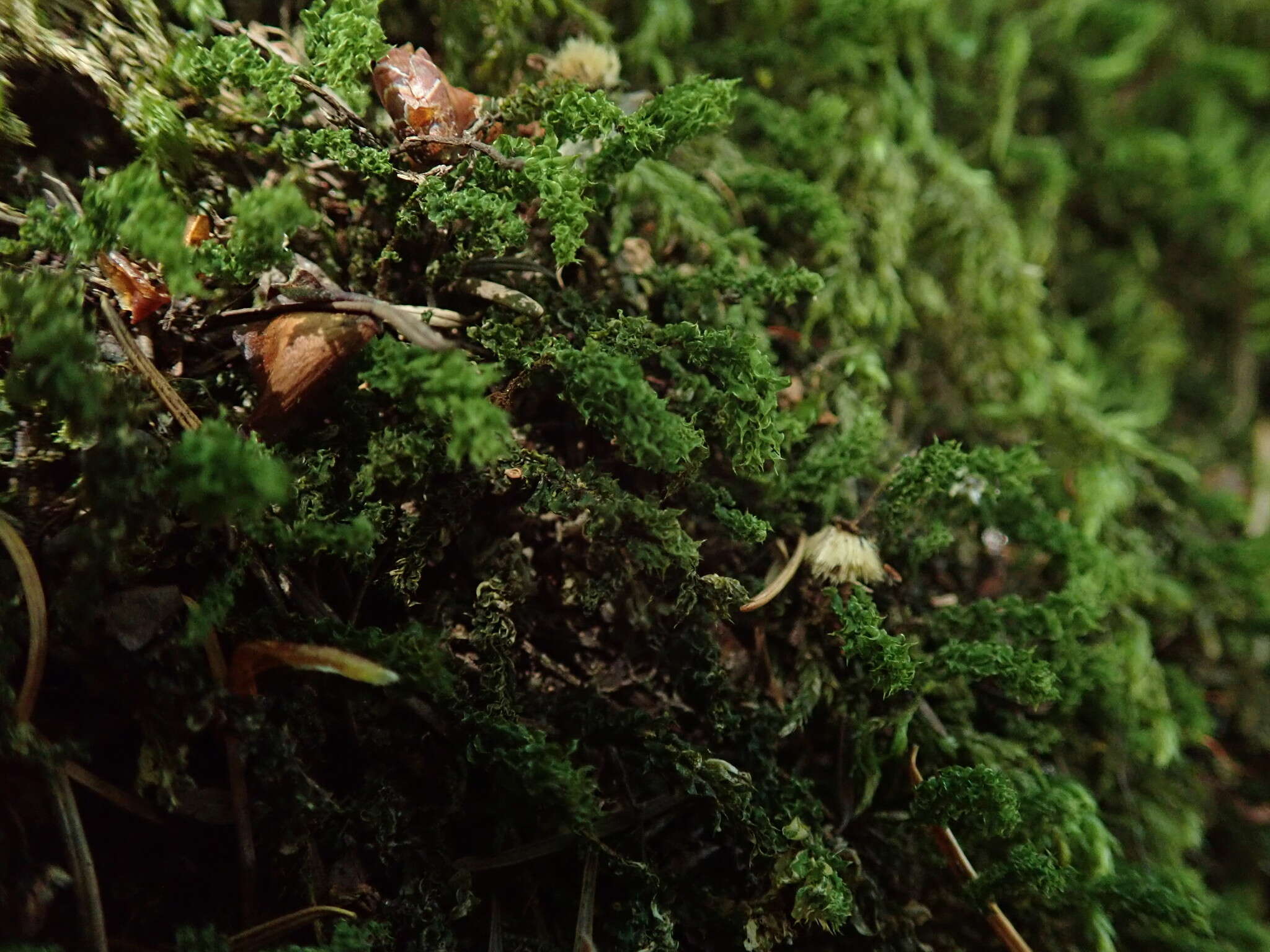 Image of plagiomnium moss