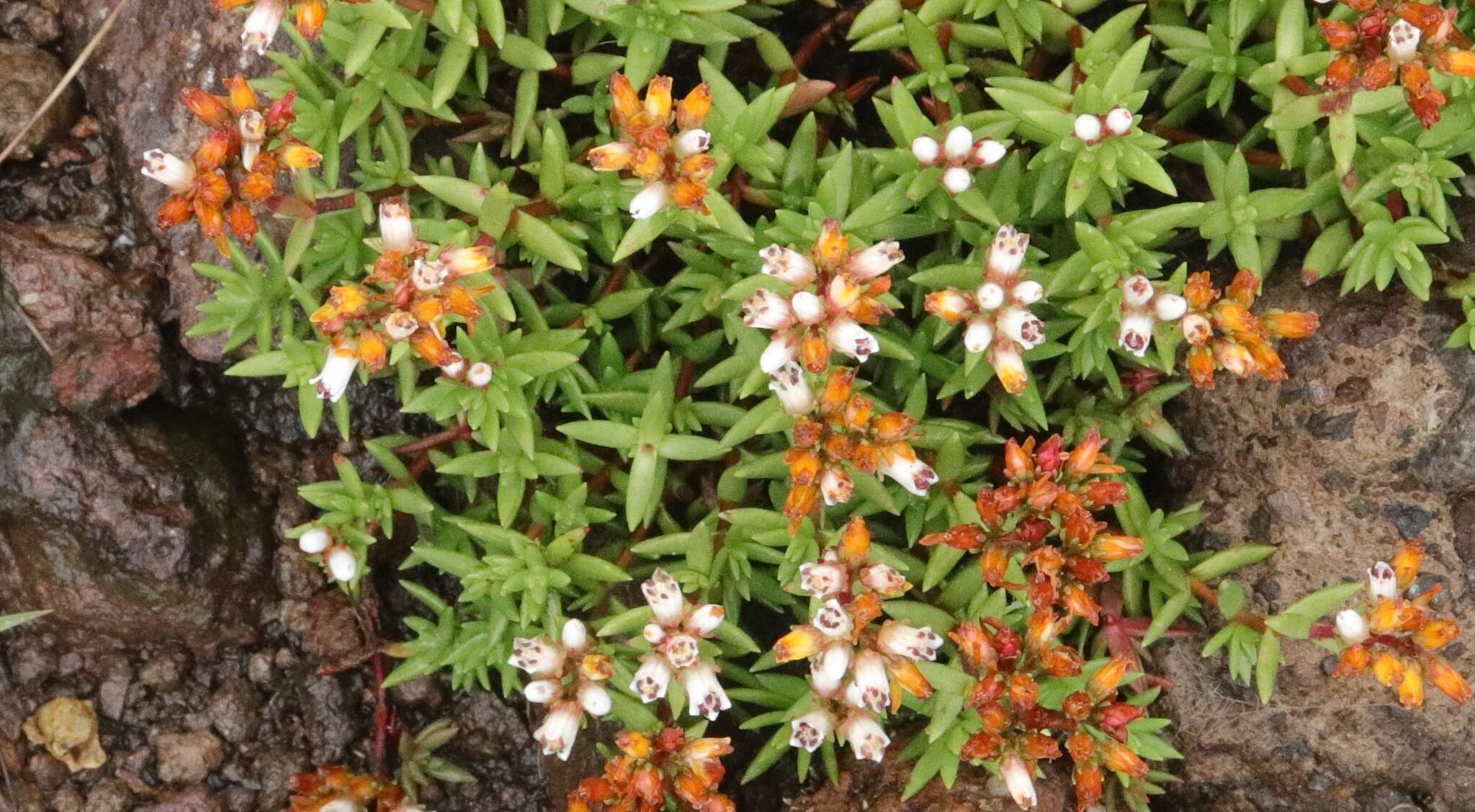 Image of Crassula sarcocaulis subsp. rupicola Tölken