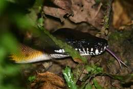 Imagem de Bothrochilus albertisii (W. C. H. Peters & Doria 1878)