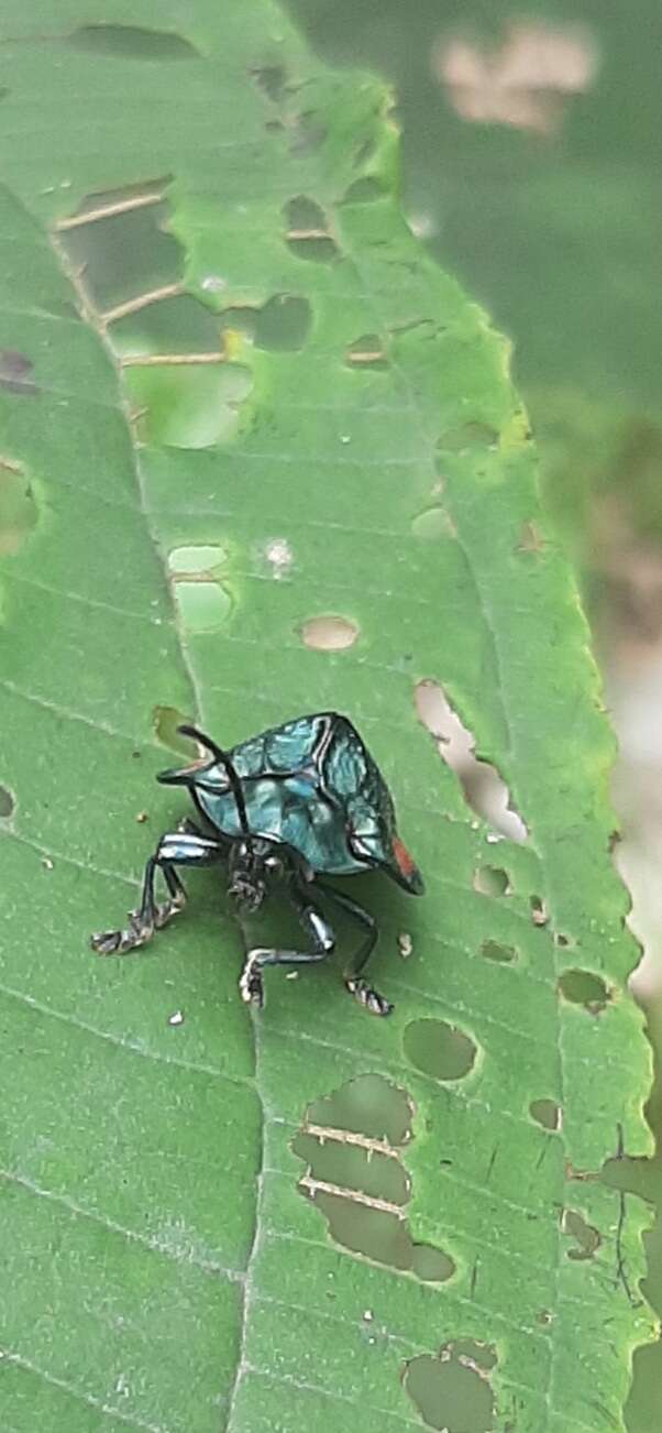 Discomorpha (Discomorpha) biplagiata (Guérin-Méneville 1844)的圖片