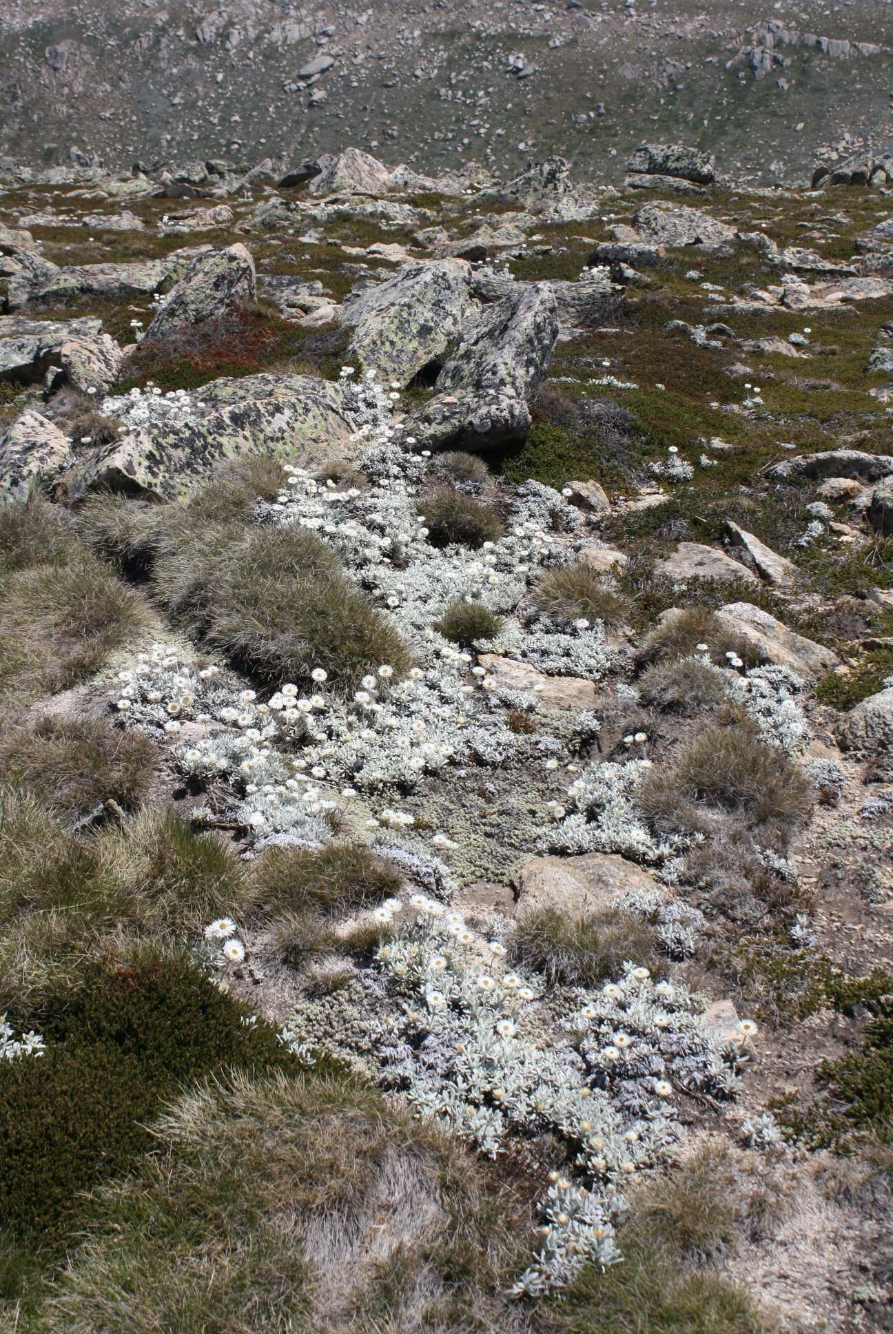 Слика од Leucochrysum alpinum (F. Müll.) R. J. Dennis & N. G. Walsh