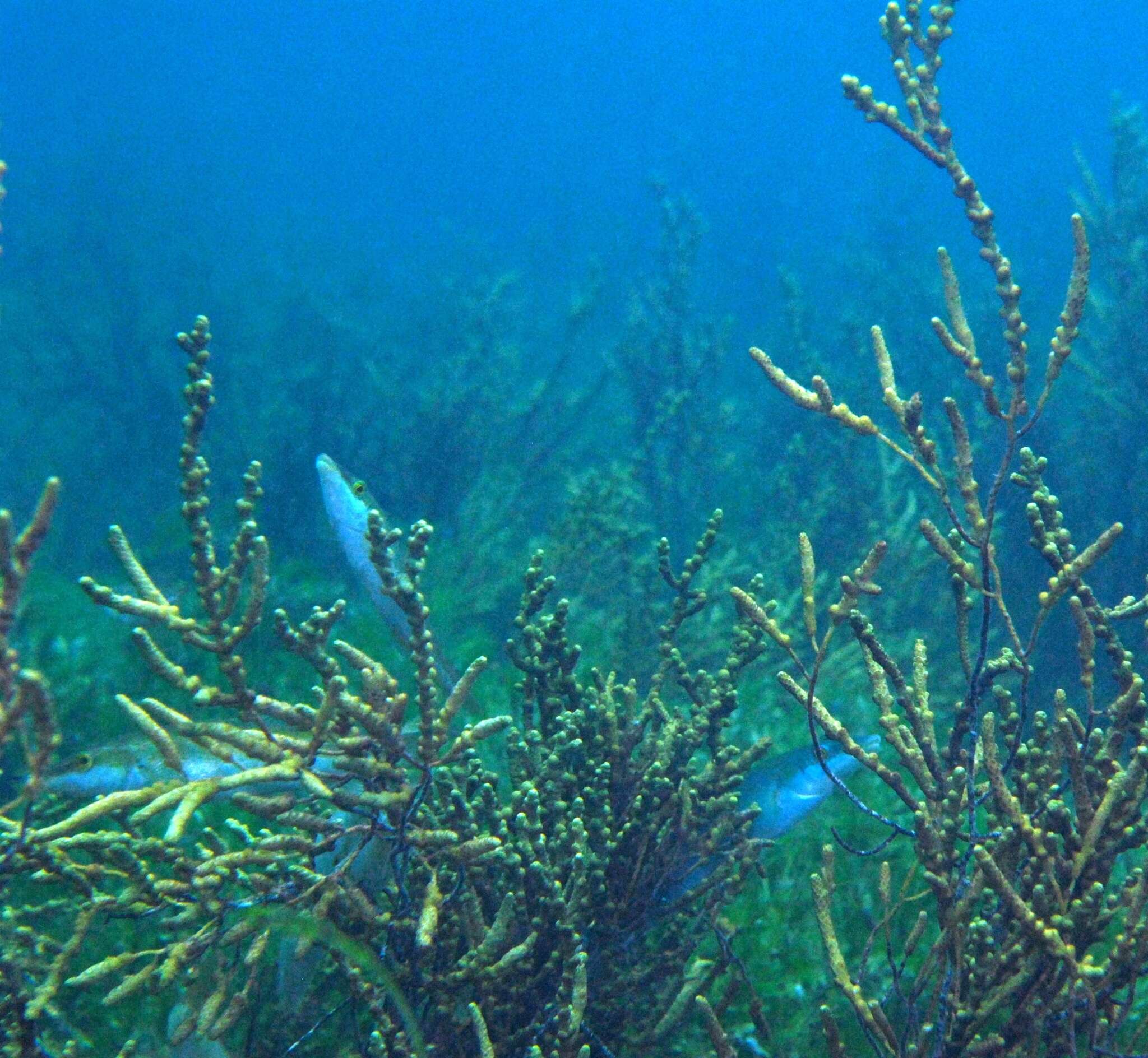 Image of Blue Rock Whiting