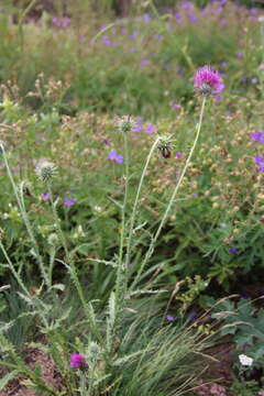 صورة Carduus adpressus C. A. Meyer