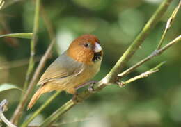 Image of Short-tailed Parrotbill