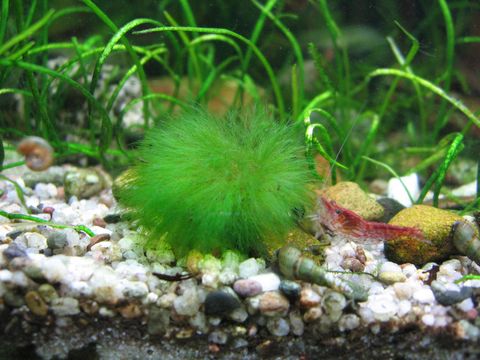 Image of Marimo (or ball seaweed)