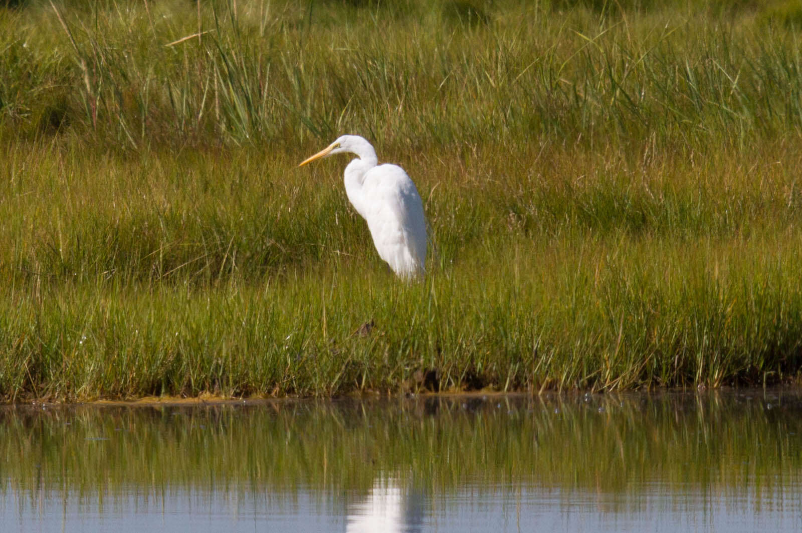 Image of Great Egret