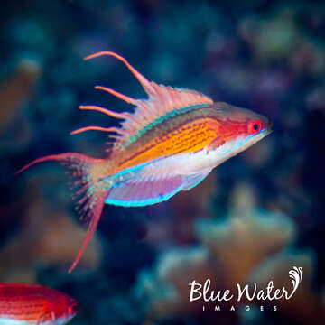 Image of Nursalim flasherwrasse