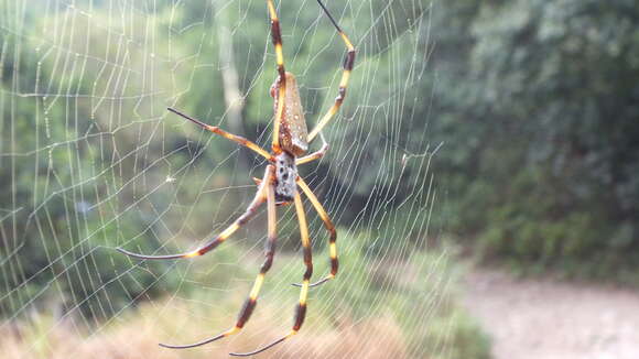 صورة Trichonephila clavipes (Linnaeus 1767)