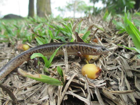 Image of Black-tailed Bar-lipped Skink