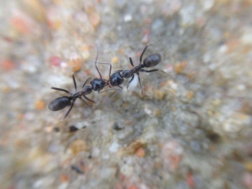 Image of Iridomyrmex conifer Forel 1902