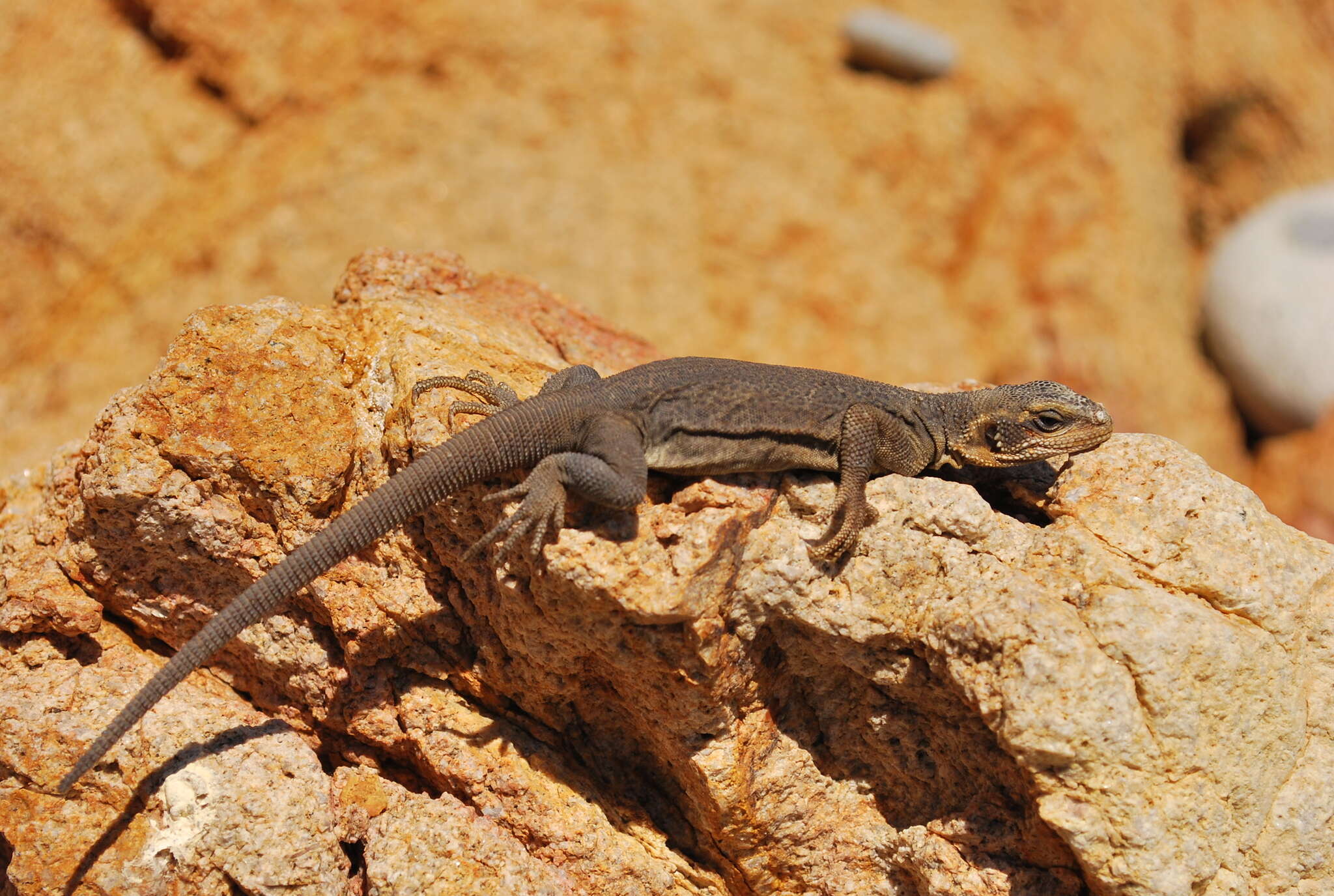 Image of Spotted Chuckwalla