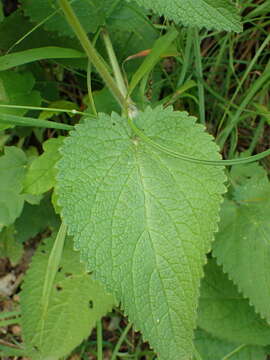 Sivun Stachys alpina L. kuva