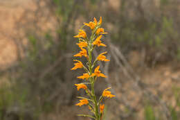 Image of Chloraea chrysantha Poepp.