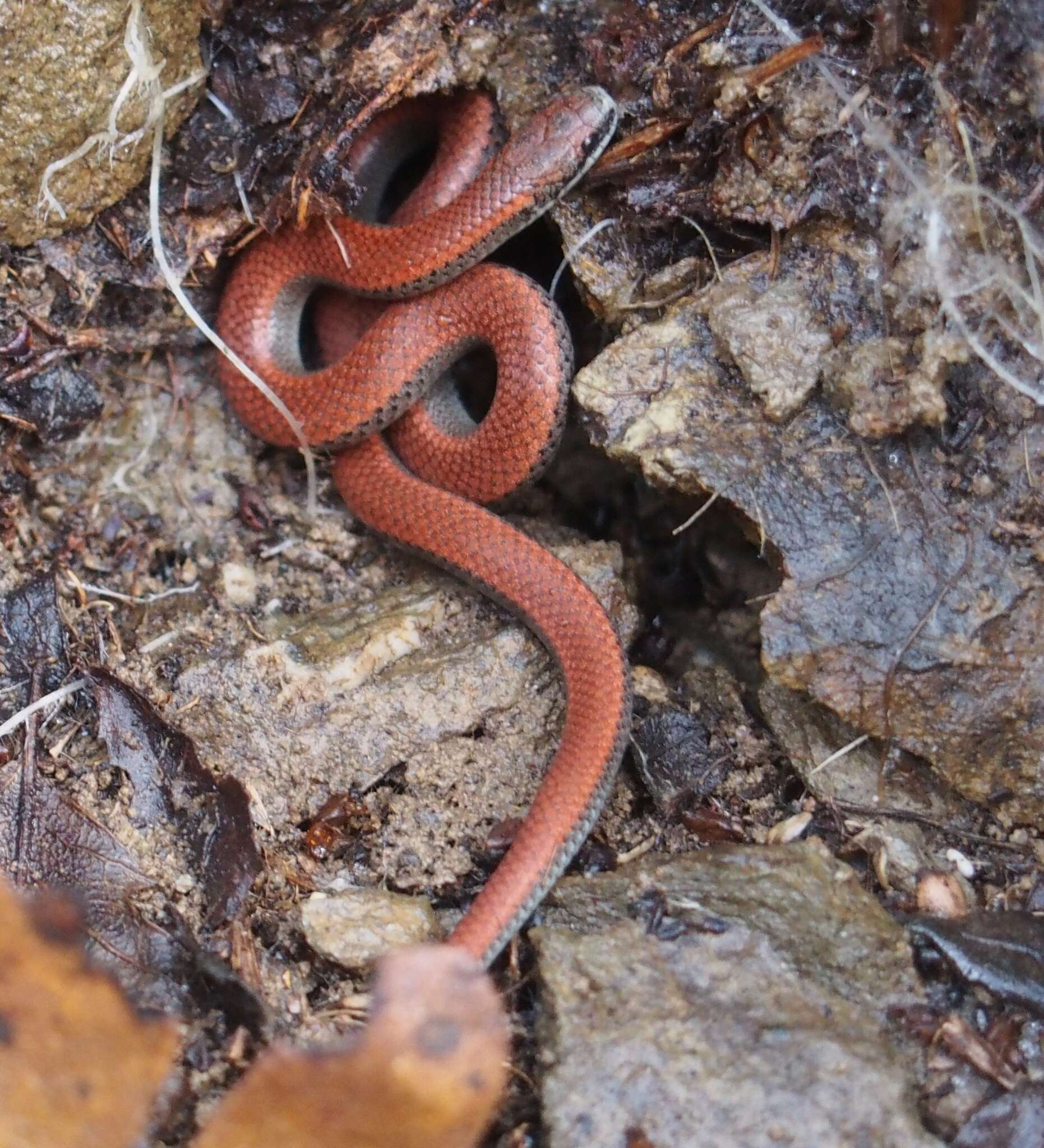 Image of Sharp-tailed Snake