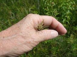 Image de Lespedeza angustifolia (Pursh) Elliott