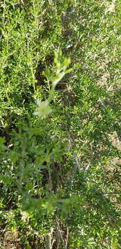 Image of Tetraena dumosa (Boiss.) Beier & Thulin