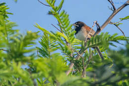 Image of Black-chested Sparrow