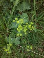 Image of Alchemilla vulgaris L.