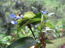 Image of Commelina obliqua Vahl