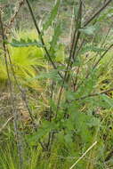 Image of Senecio purpureus L.