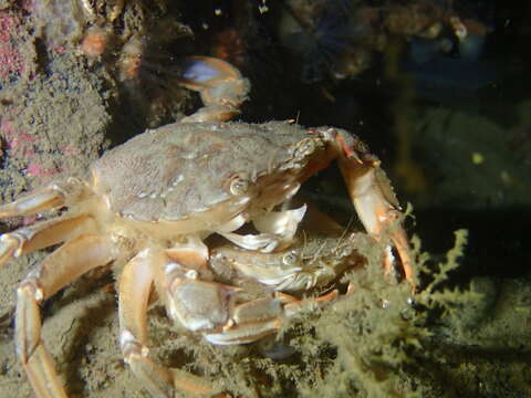 Image of blue-leg swimcrab