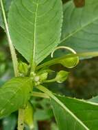 Image of Impatiens pulcherrima Dalzell