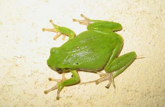 Image of Sardinian Tree Frog