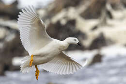 Image of Kelp Goose