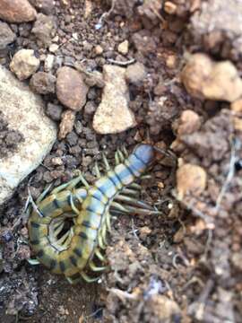 Image of Scolopendra cingulata Latreille 1829