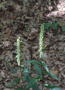 Image de Digitalis lutea subsp. australis (Ten.) Arcangeli