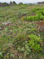 Plancia ëd Fimbristylis cymosa var. spathacea (Roth) T. Koyama